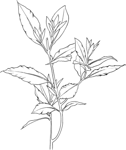 Laurus Nobilis Or Bay Laurel Coloring Page